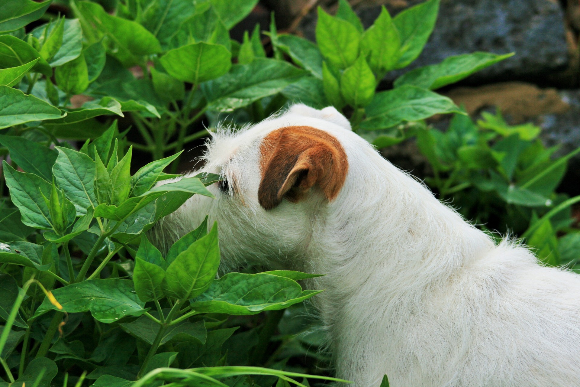 dog terrier white free photo