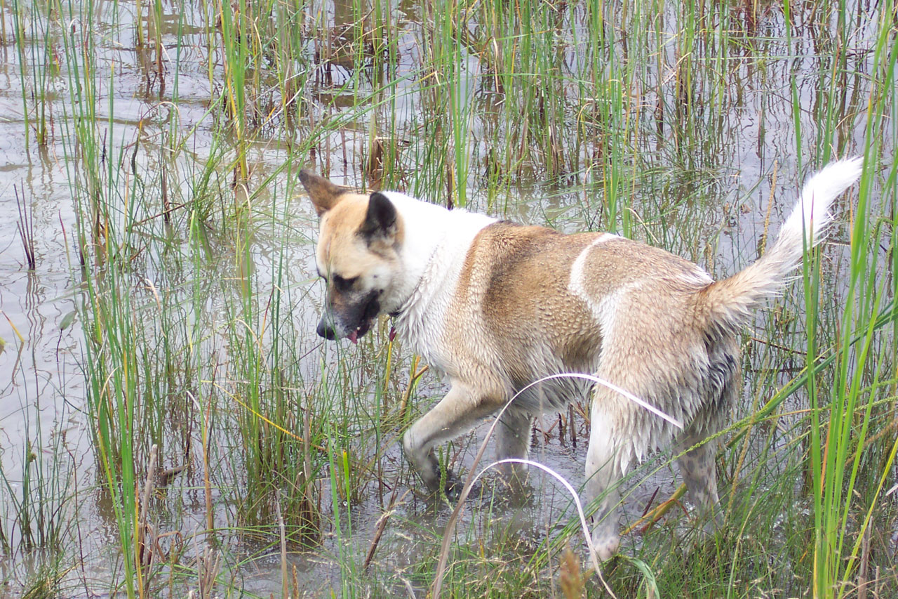 dog akita shepard free photo