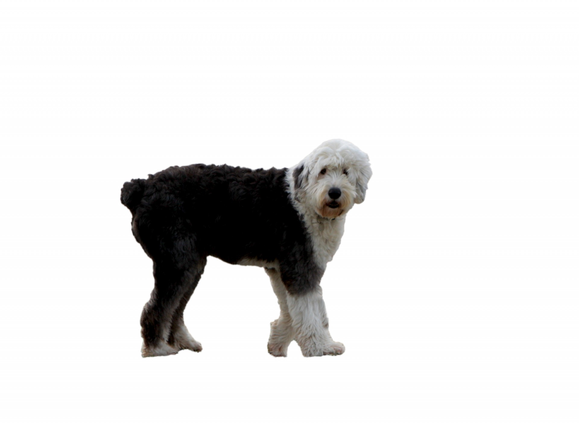 dog old english sheepdog sheepdog free photo