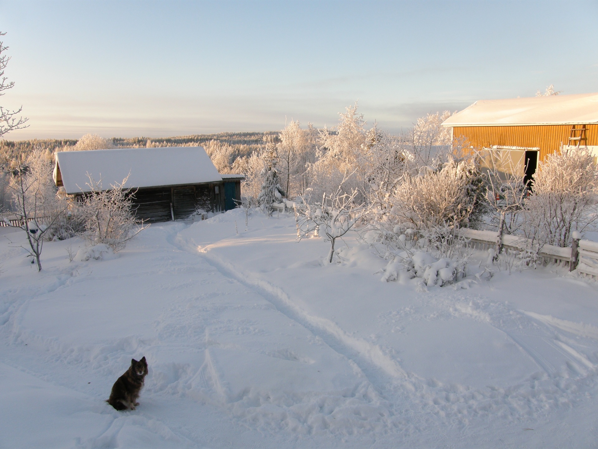 winter dog farm free photo