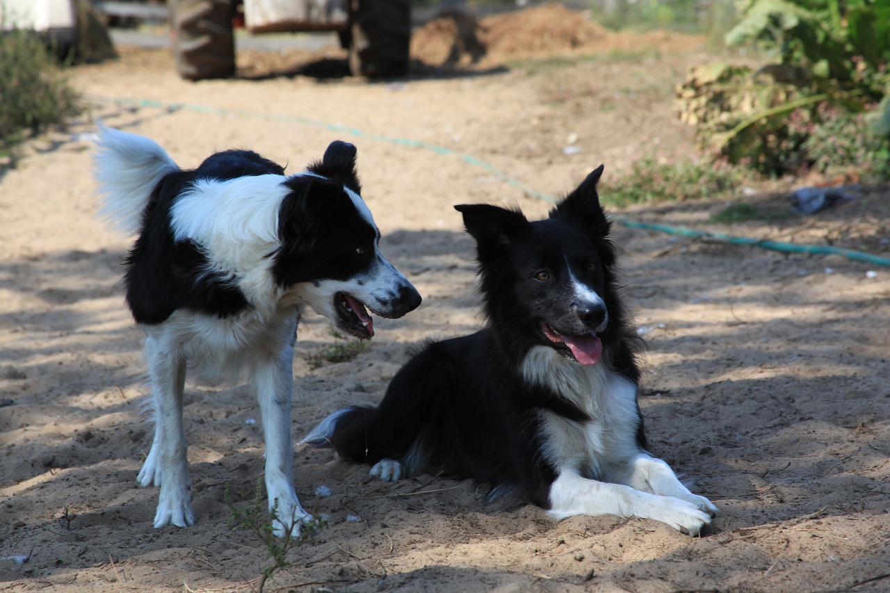 dog outside pet cute free photo