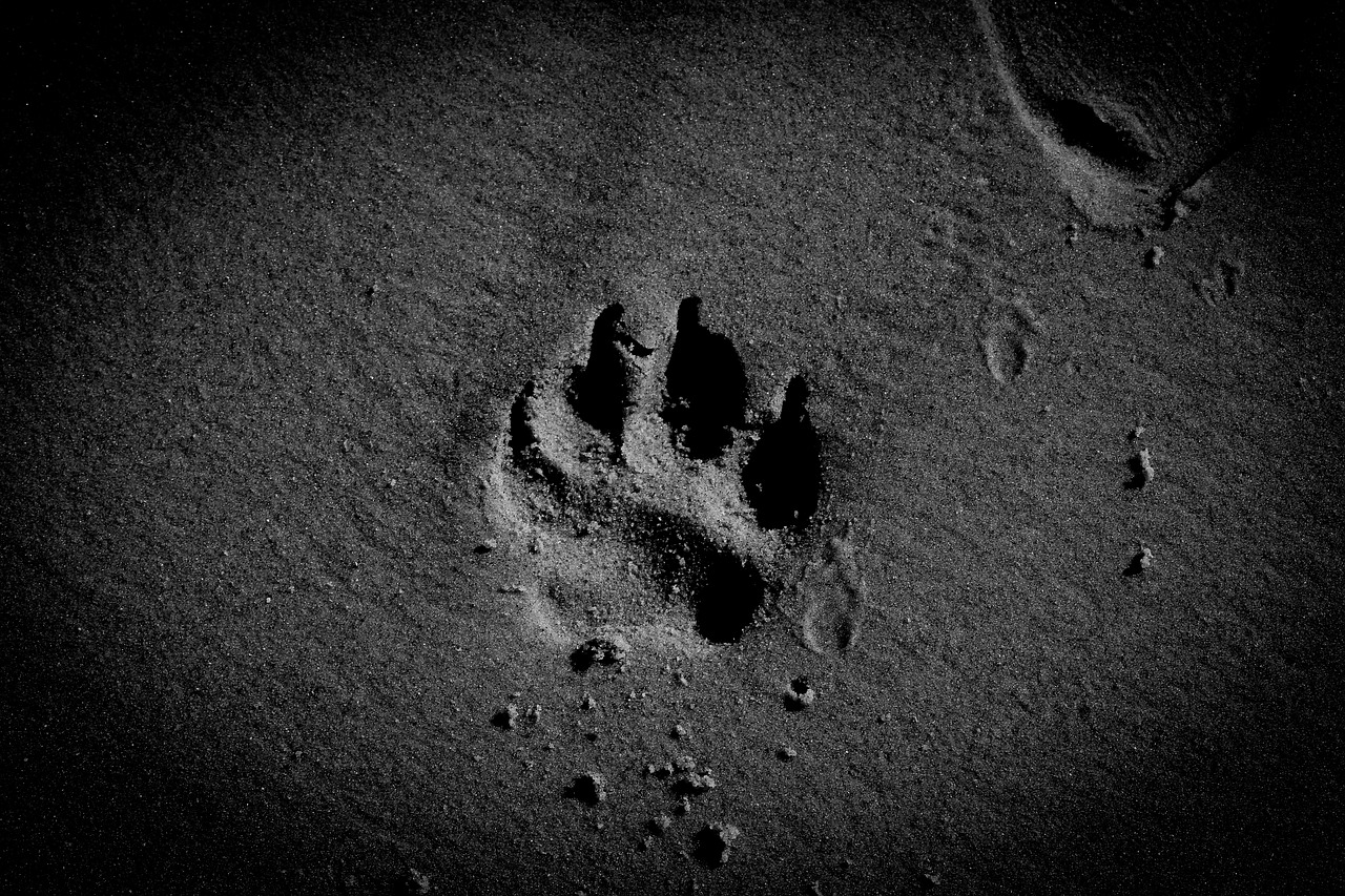 dog paw sand beach free photo