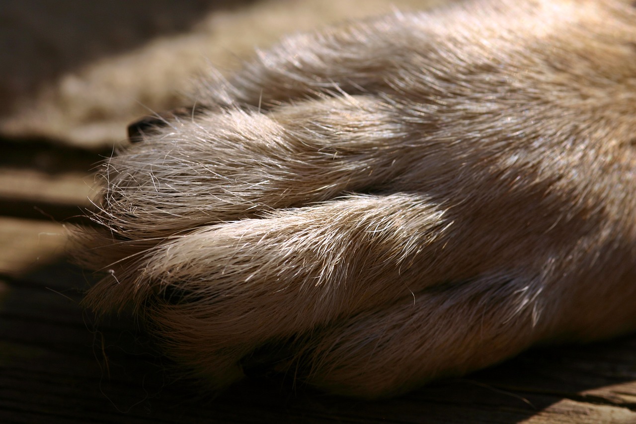 dog paw paw fur free photo