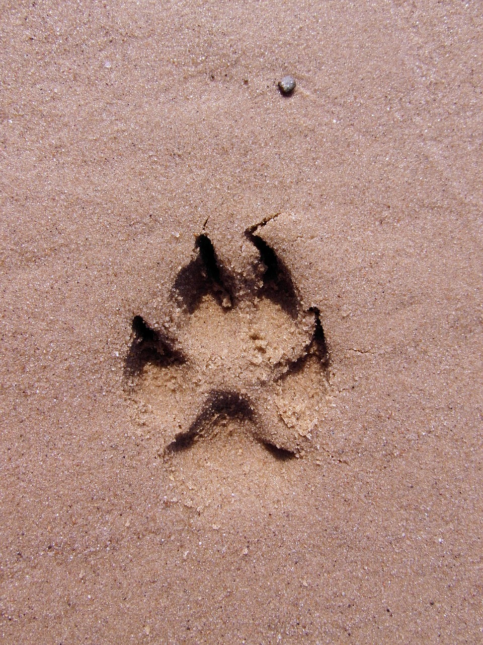 dog paw footprint paw print free photo