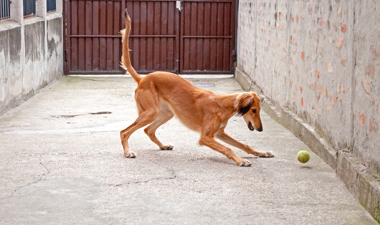 dog playing  saluki  persian greyhound free photo