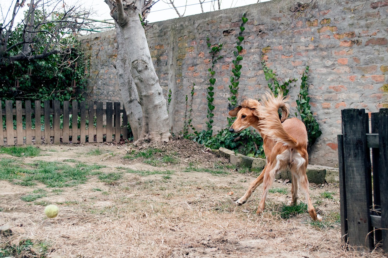 dog playing  saluki  persian greyhound free photo