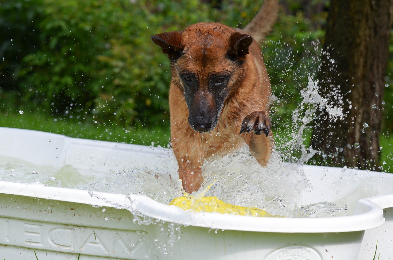 dog pool dog swimming pool malinois free photo