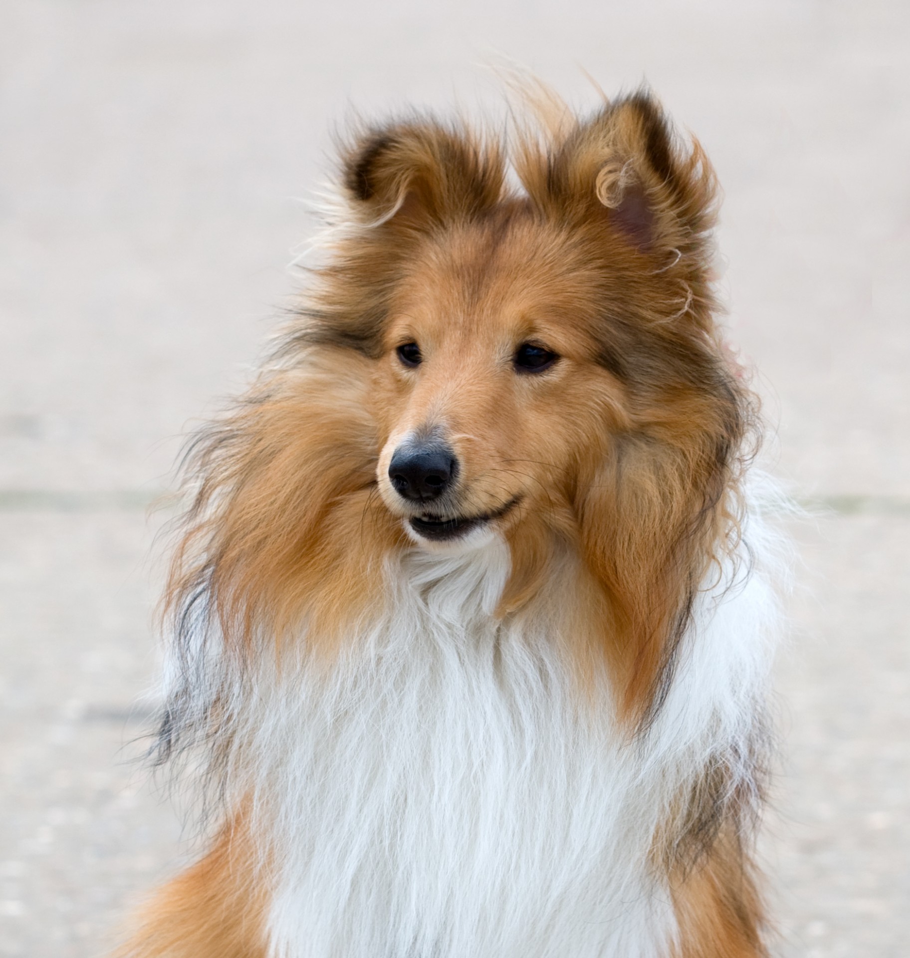 sheltie dog shetland sheepdog free photo