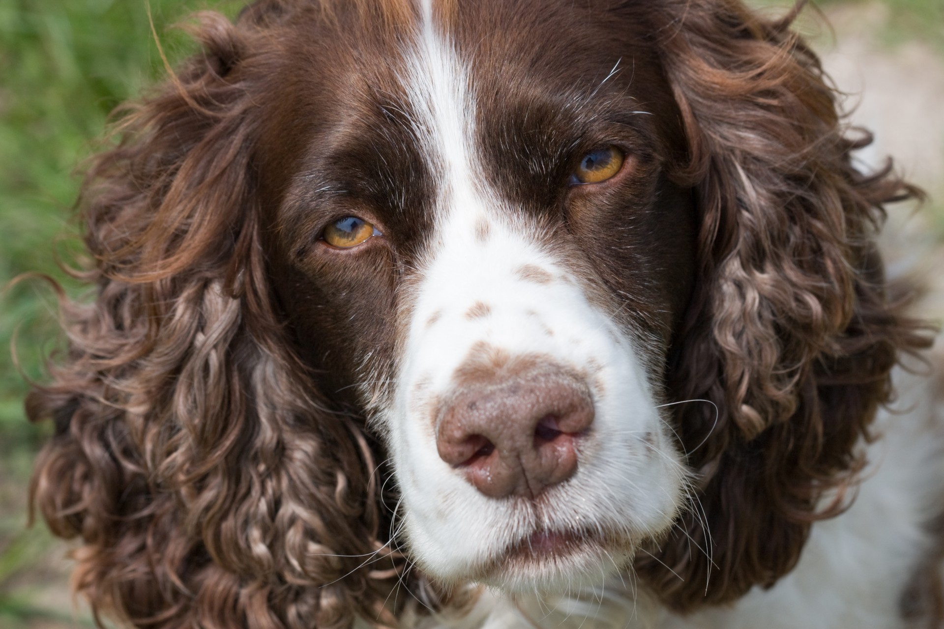 spaniel dog springer free photo