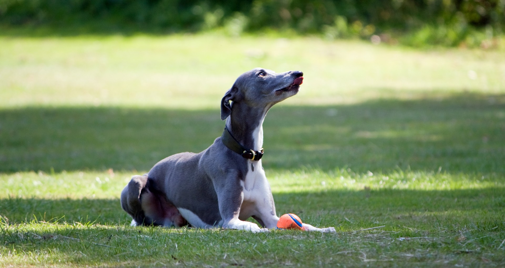 dog whippet portrait free photo