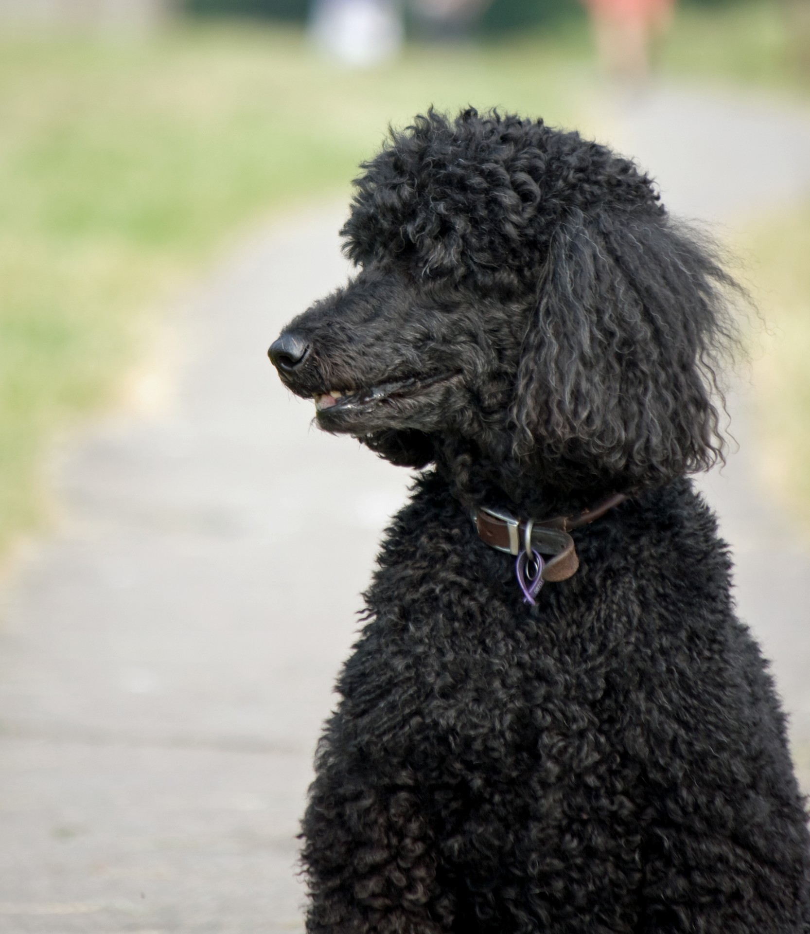 dog beautiful poodle free photo