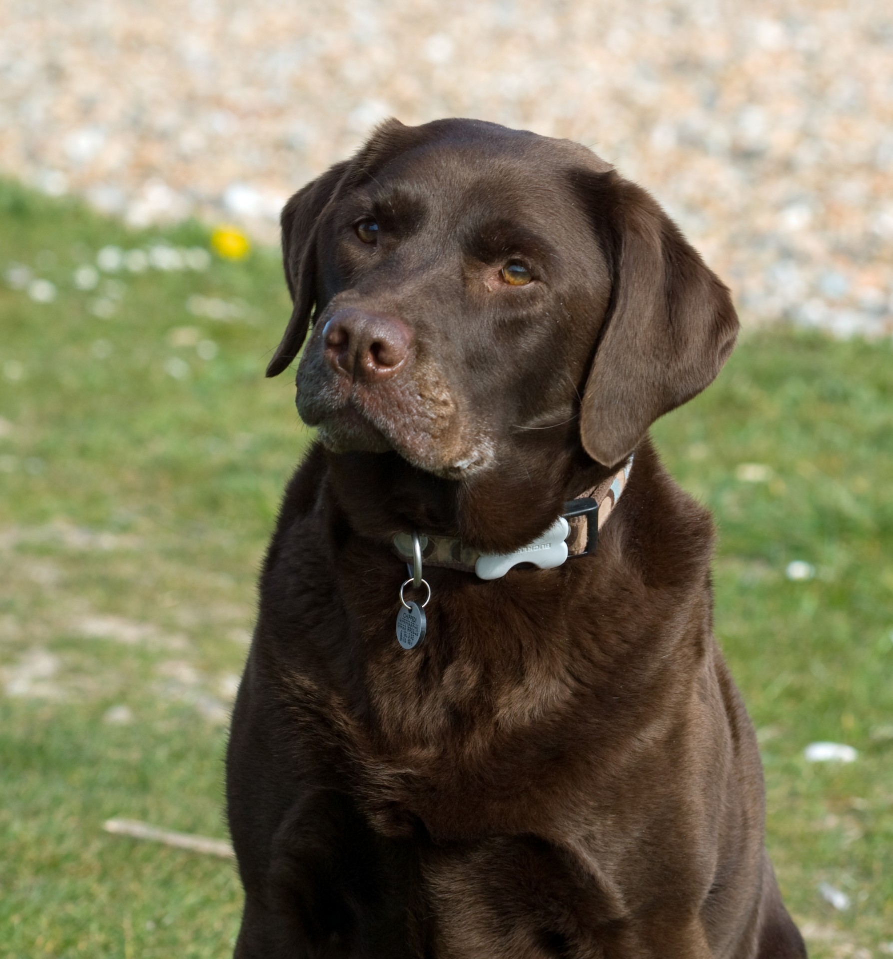 dog labrador animal free photo