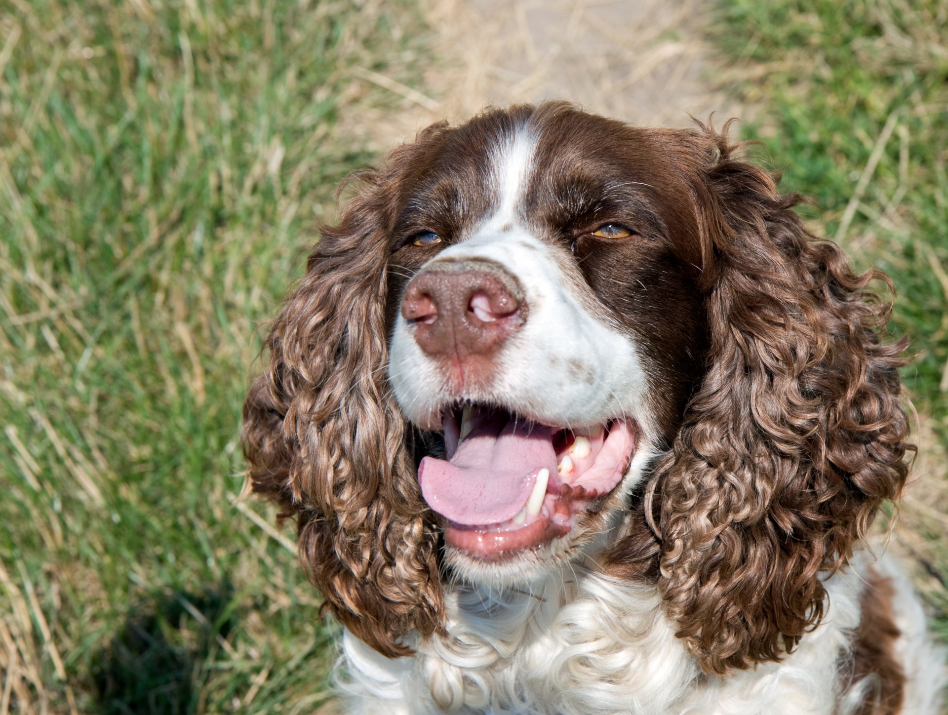 dog spaniel springer free photo