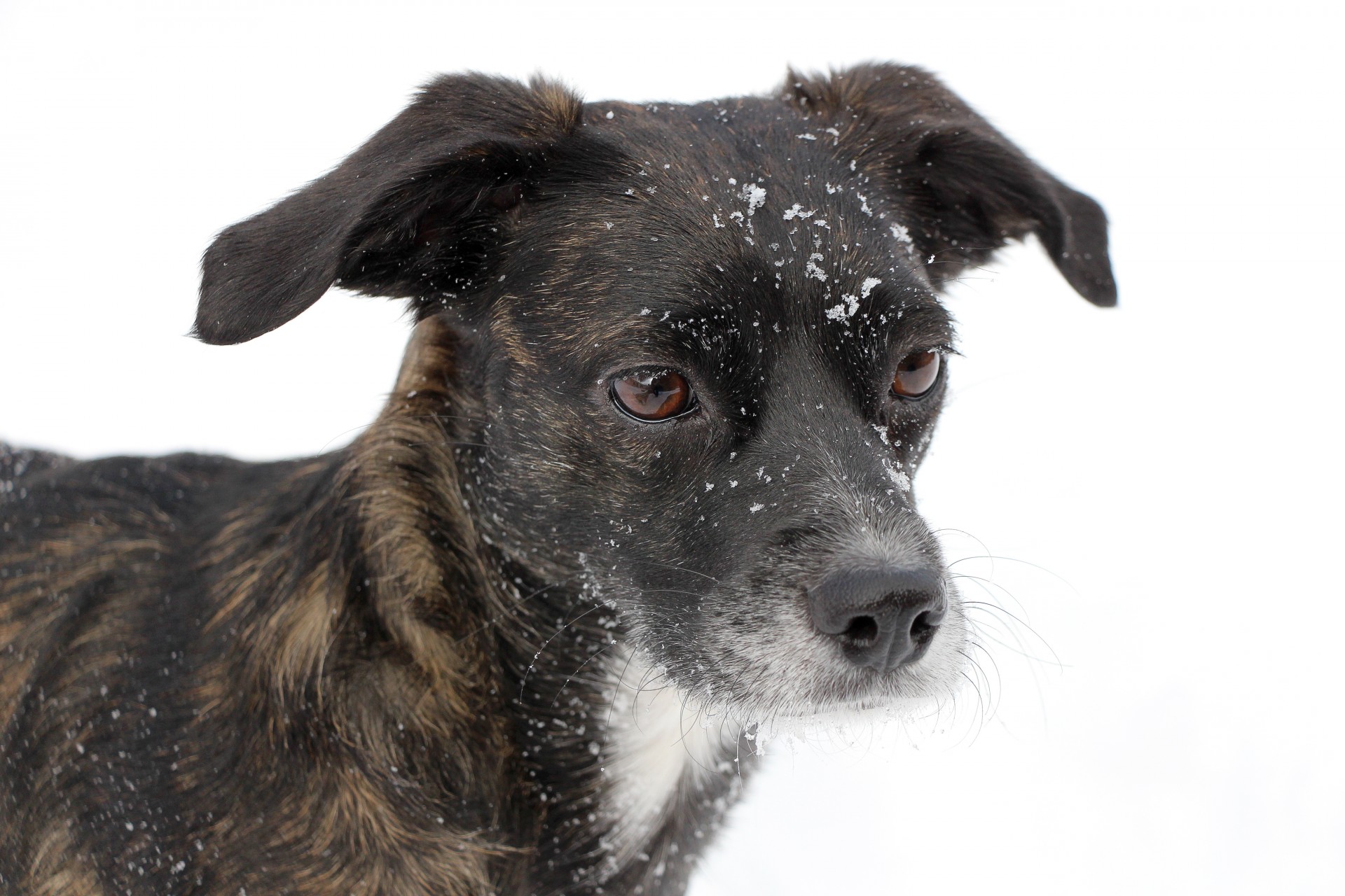 dog portrait black free photo