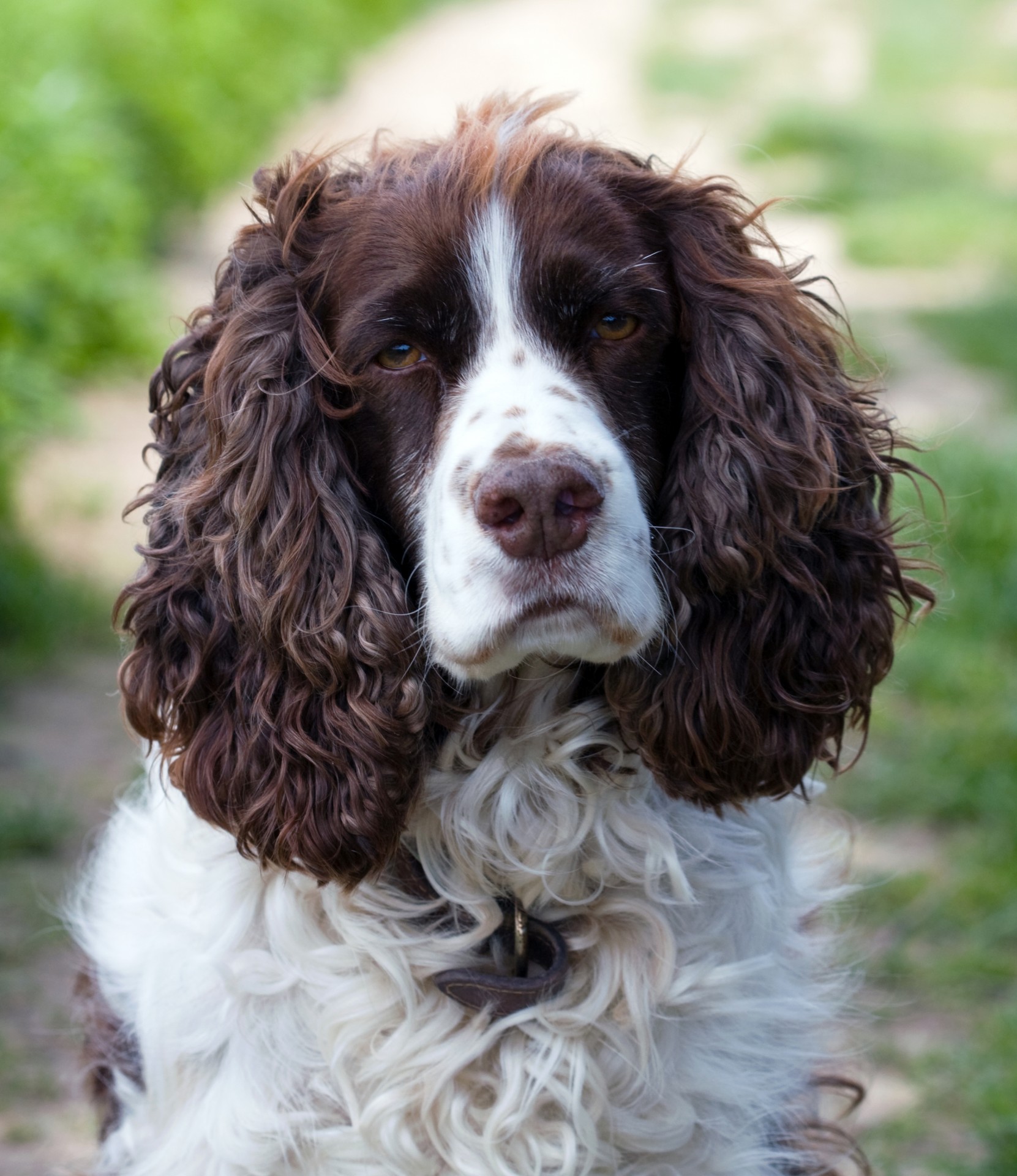 dog english springer free photo