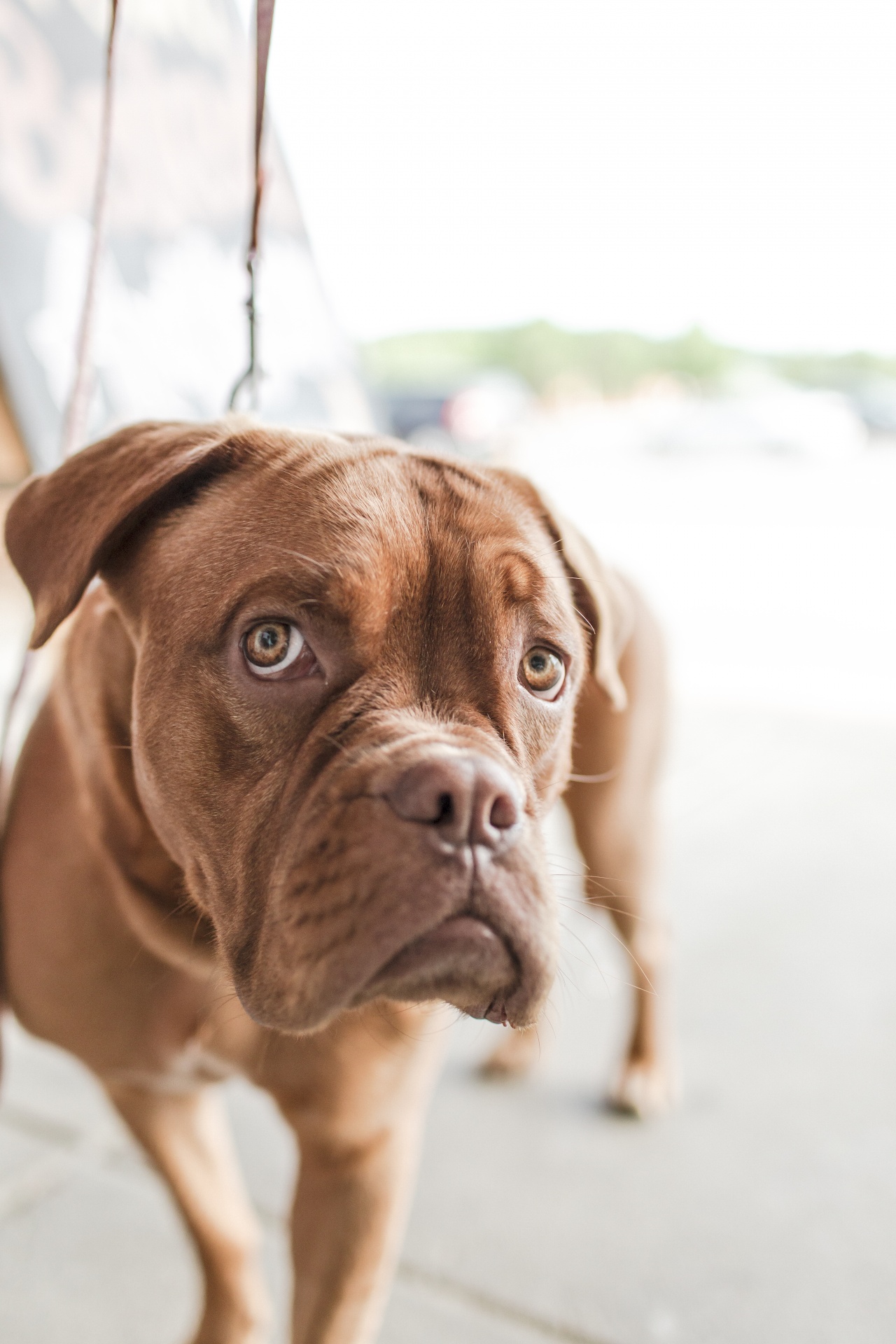 dog looking standing free photo