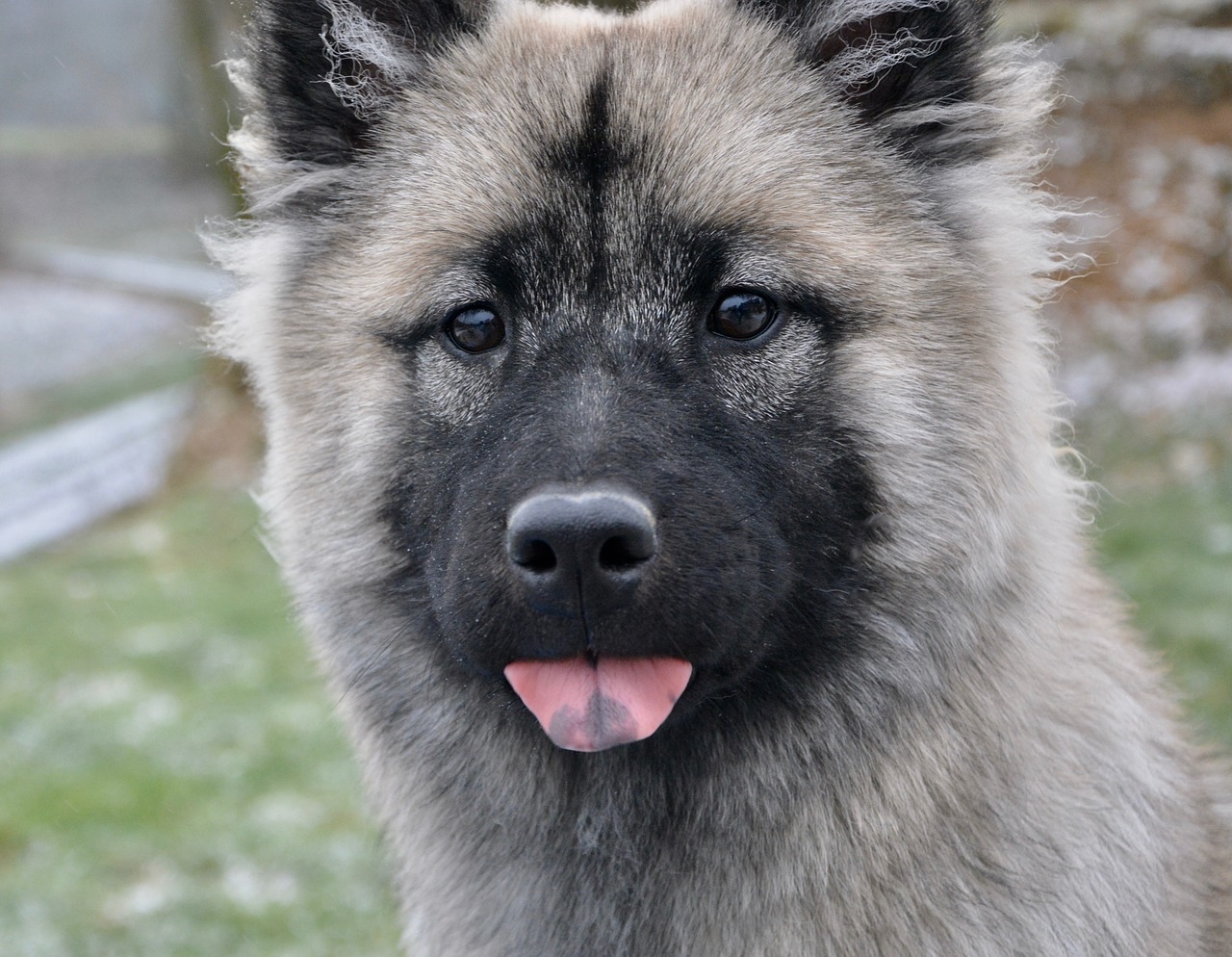 dog portrait dog eurasier young bitch free photo