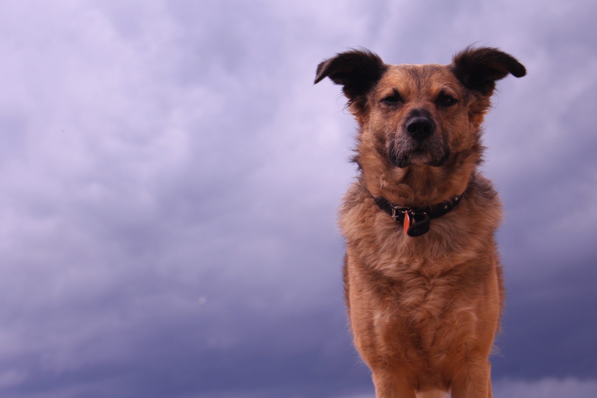 dogs sky storm free photo