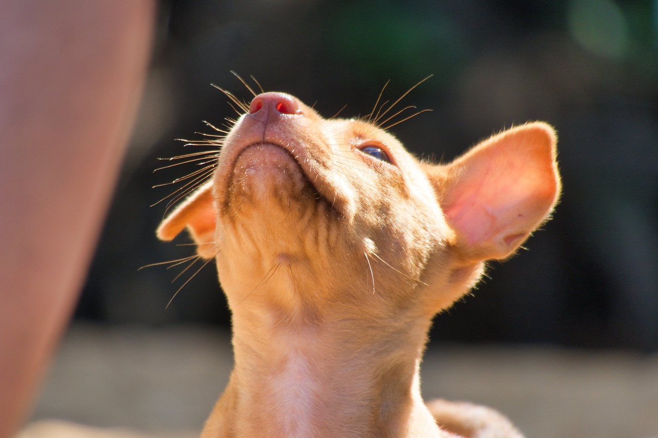 dog puppy  begging  tasthaare free photo