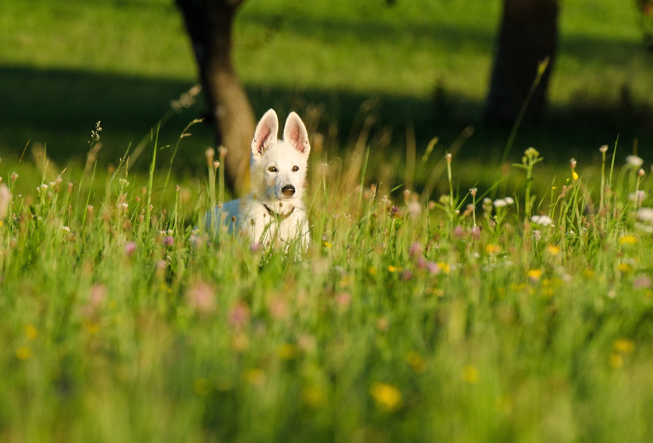 dog puppy flower meadow flower meadow small dog free photo