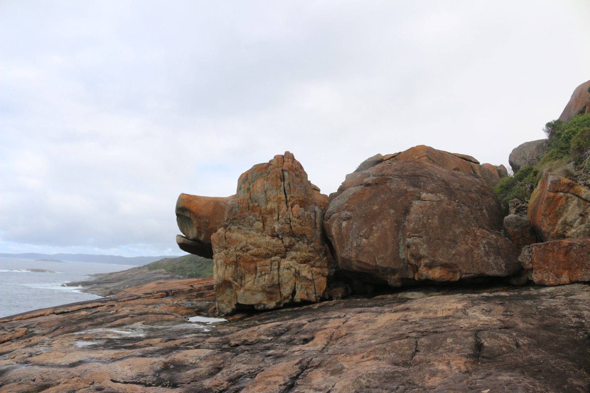 dog rock ocean free photo