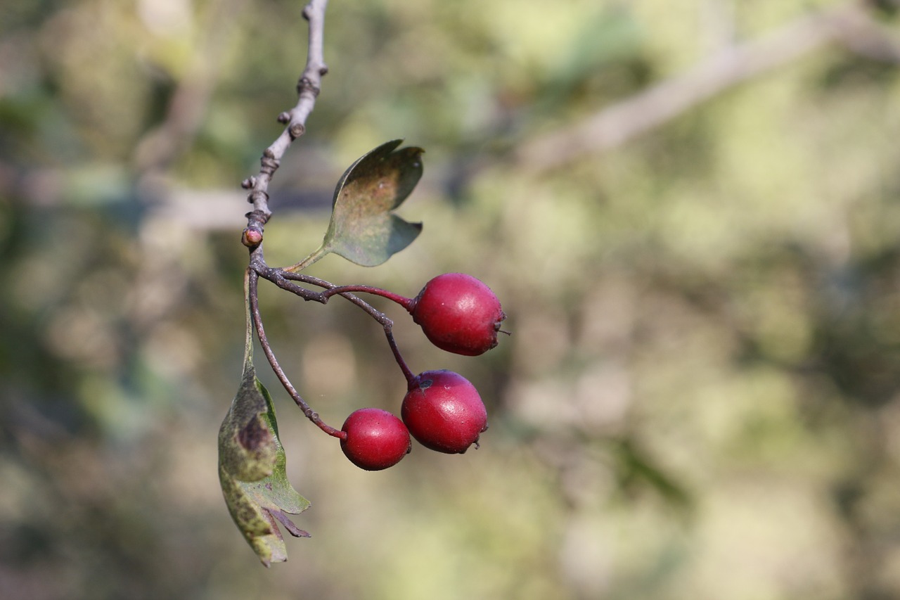 dog rose plant nature free photo