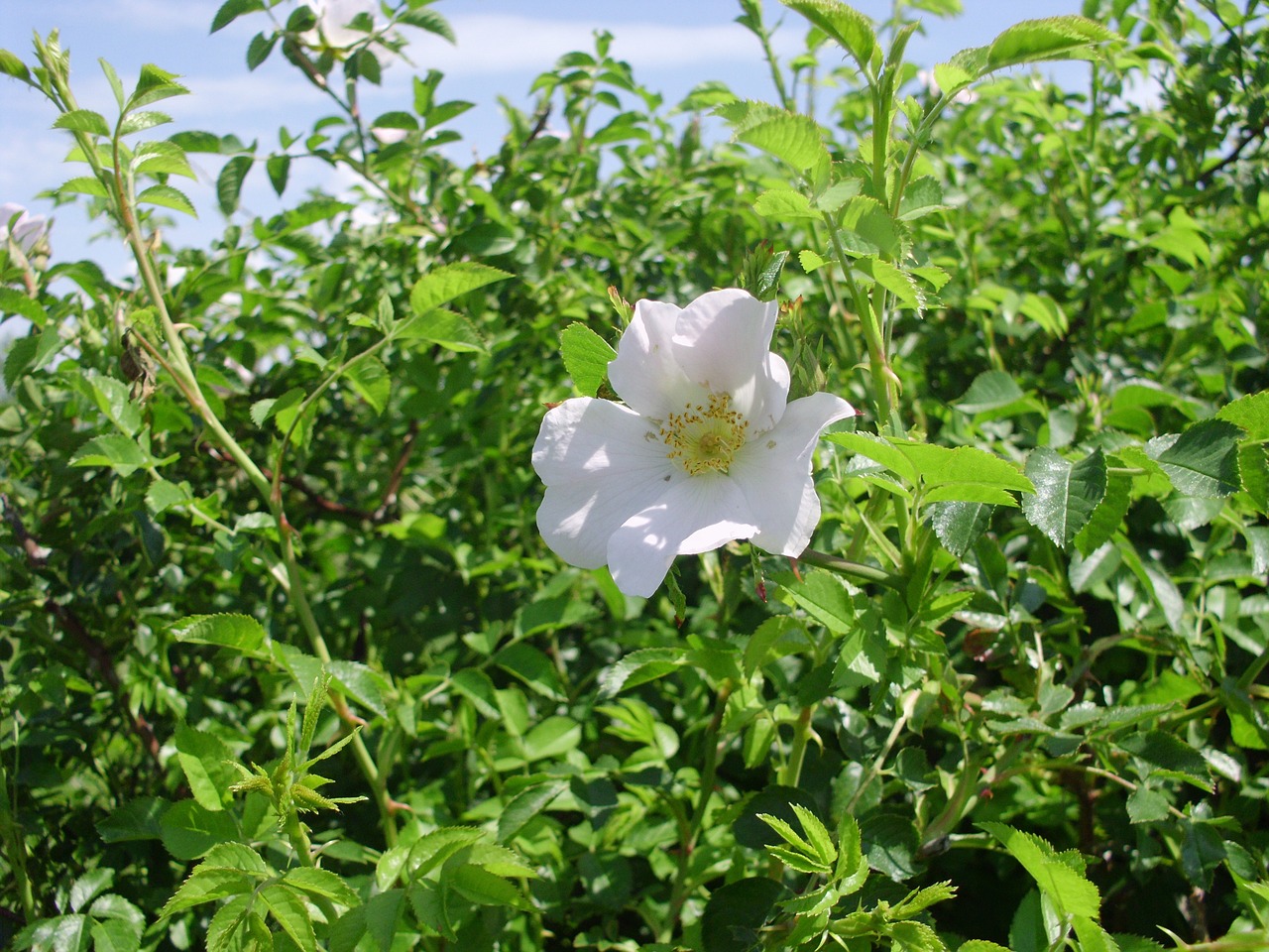 dog rose plant white petals free photo