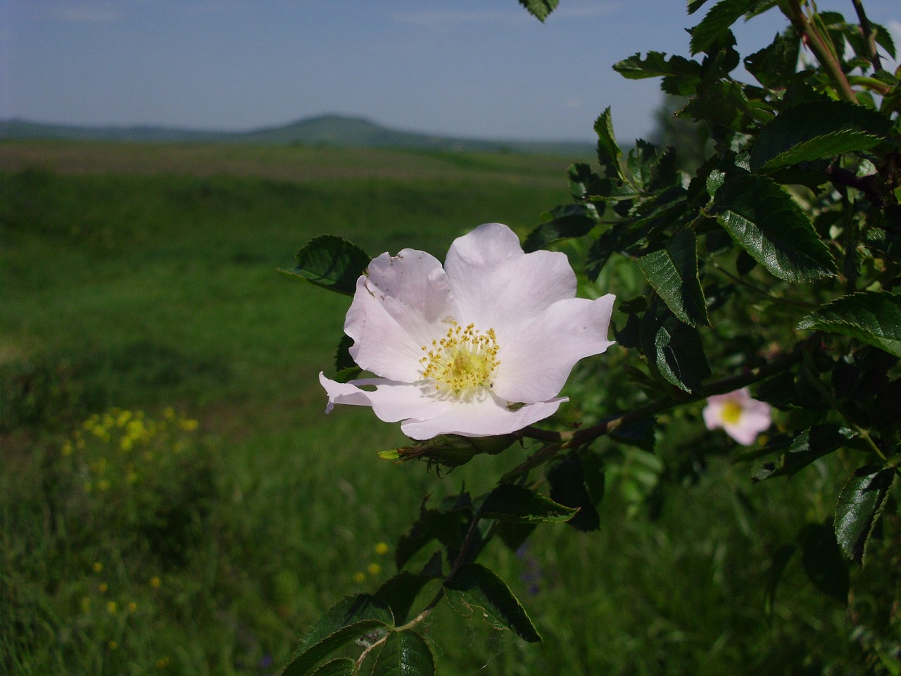 dog rose flower petals free photo