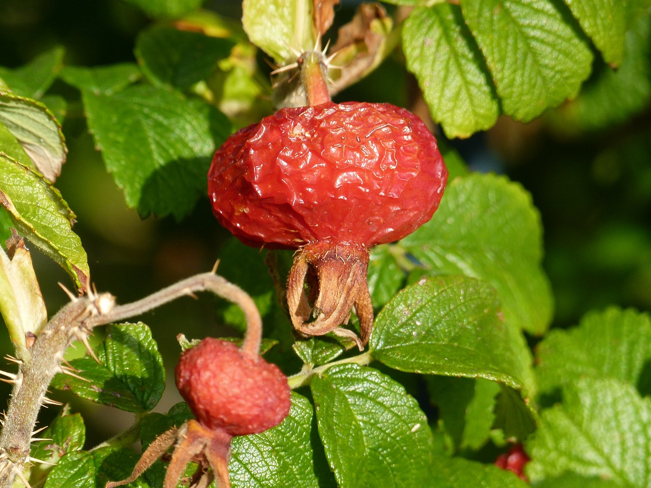 dog rose hip rose rose hip free photo