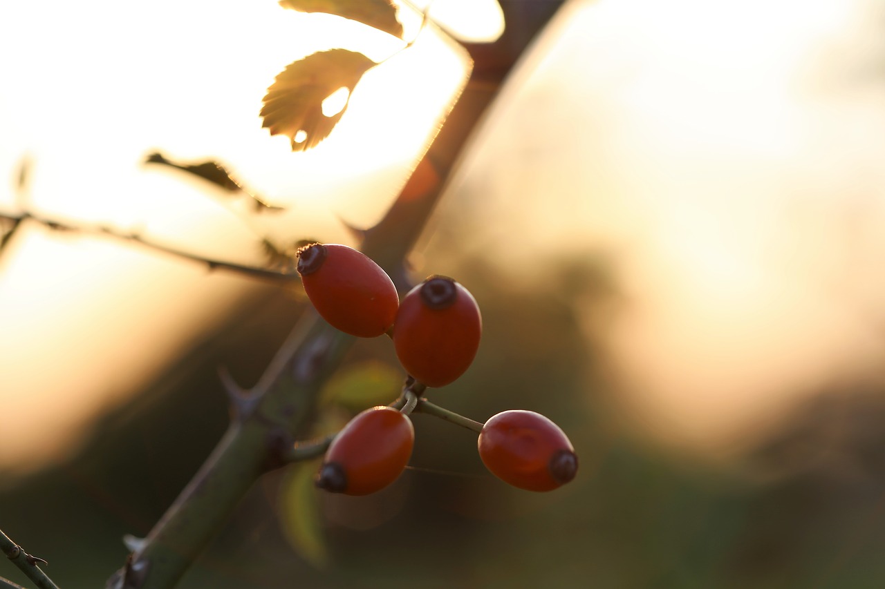 dog rose sunset plant free photo