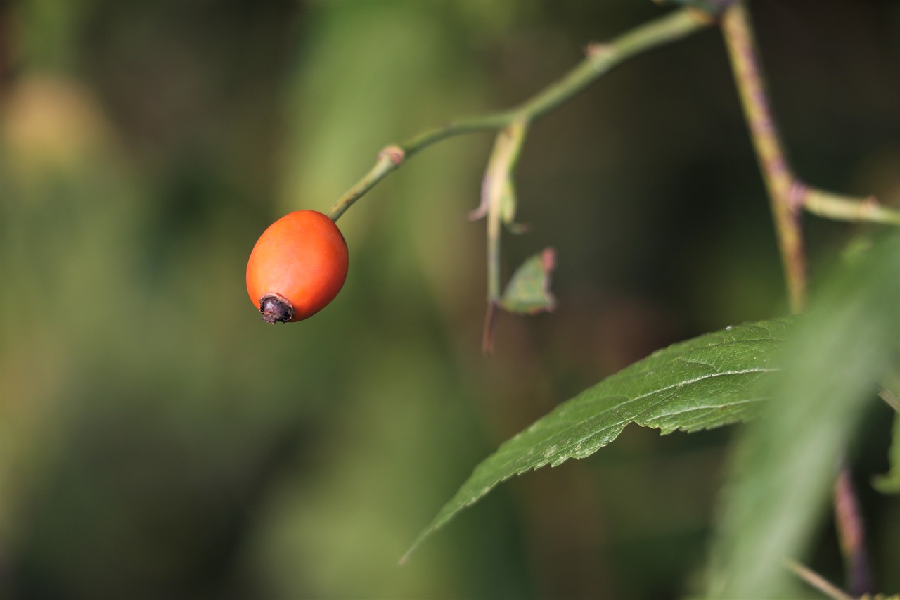 dog rose  red  green free photo