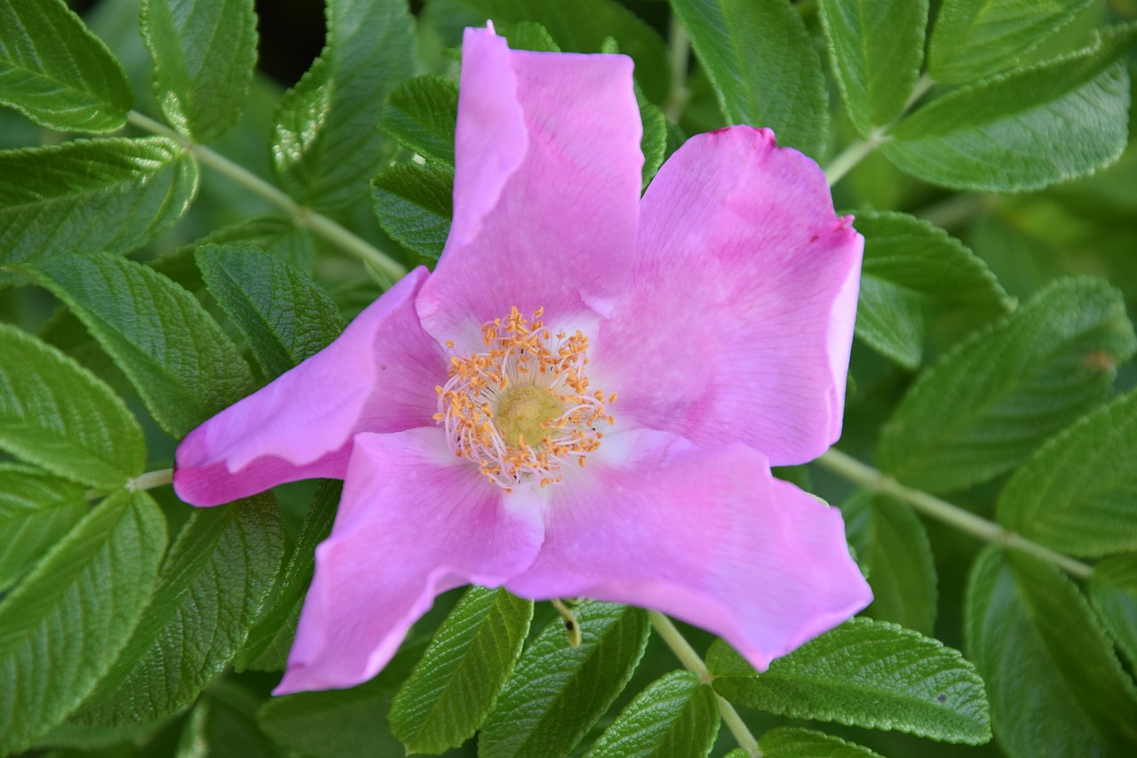 dog rose  flower  nature free photo