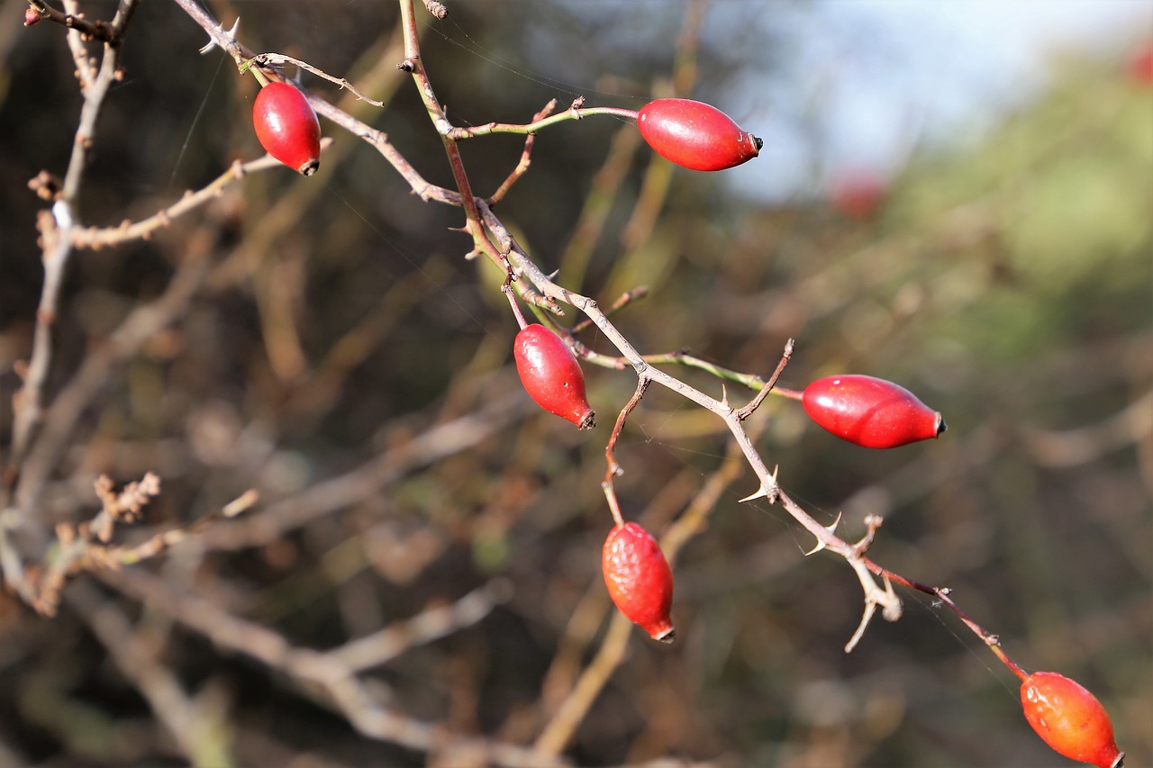 dog rose  rose hip  berries free photo