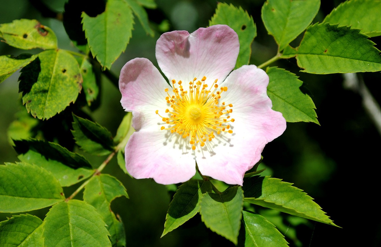 dog rose flower blossom free photo