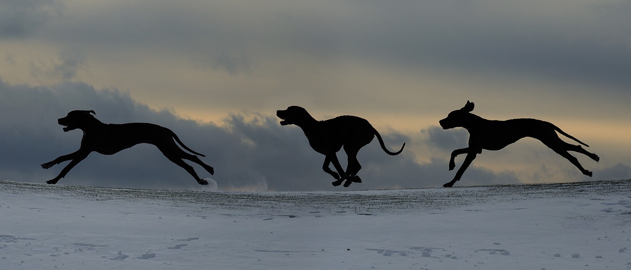 dog run great dane silhouette free photo