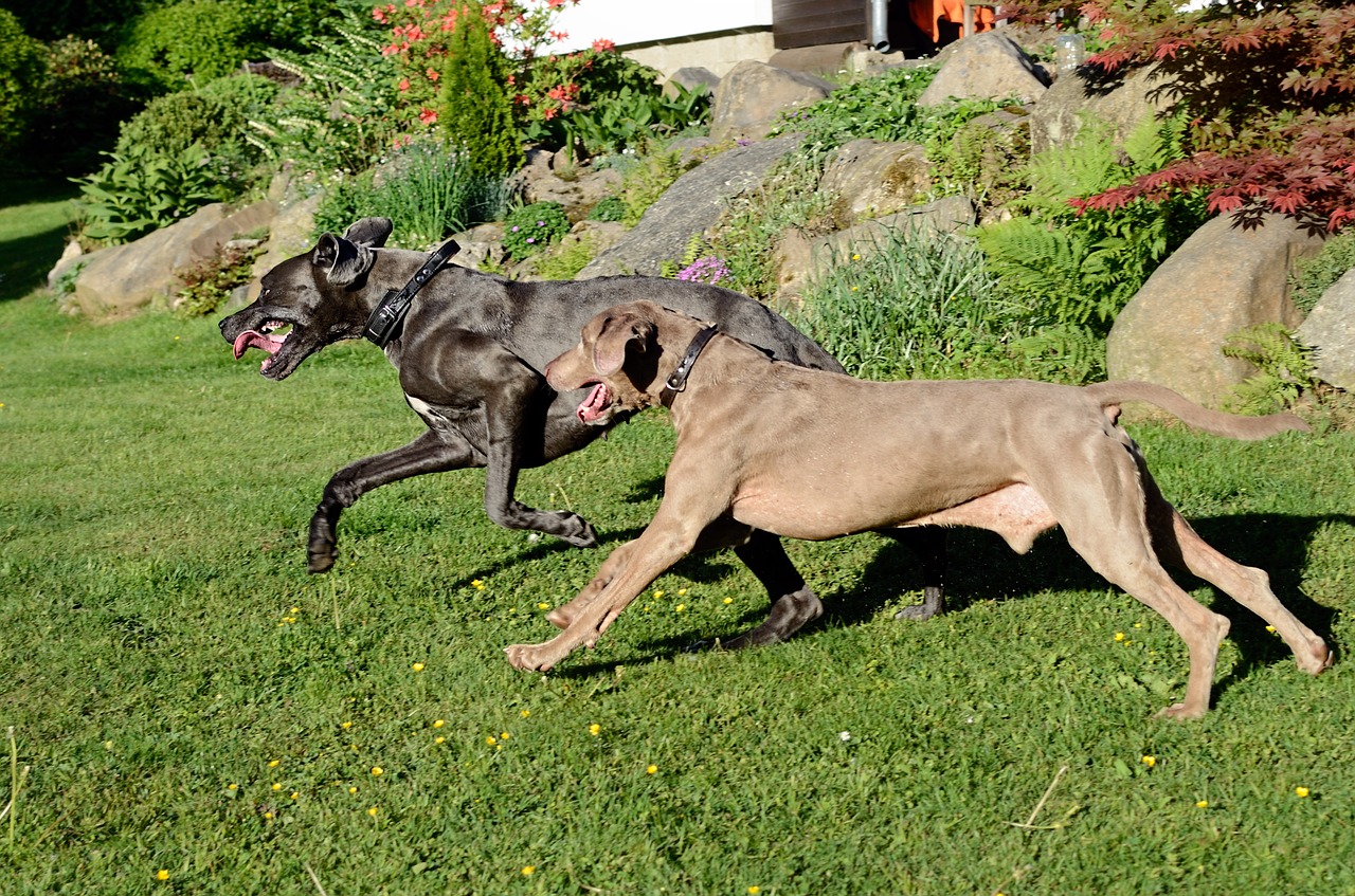 dog run  great dane  weimaraner free photo