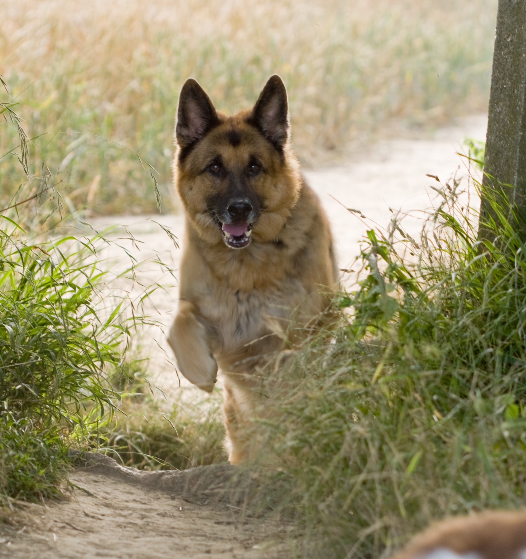 dog german shepherd dog animal free photo