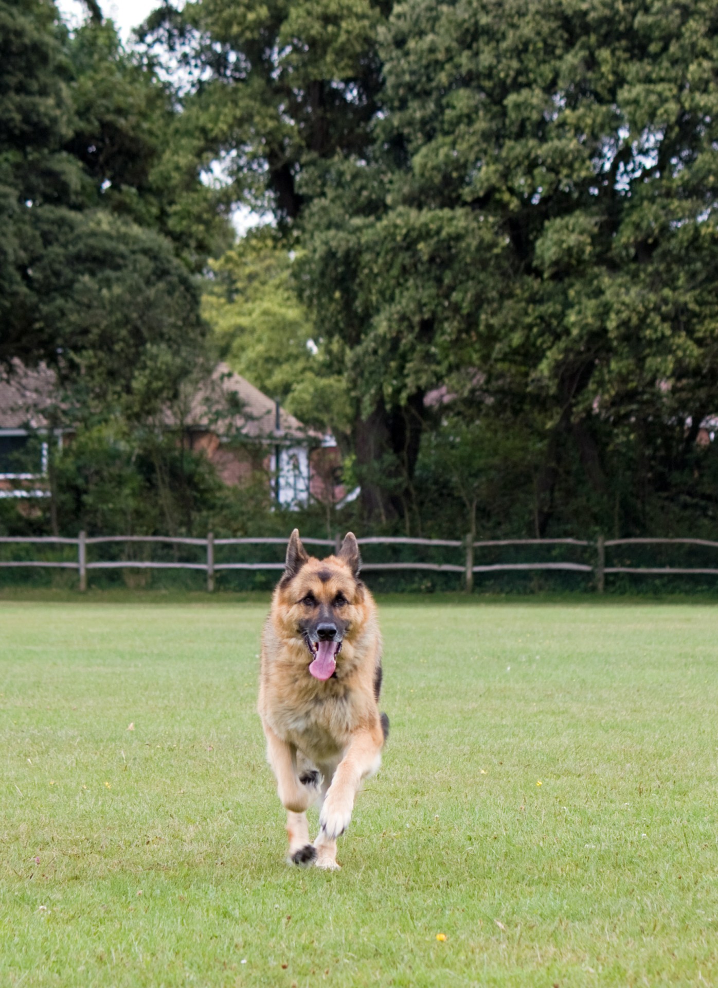 dog running german shepherd free photo