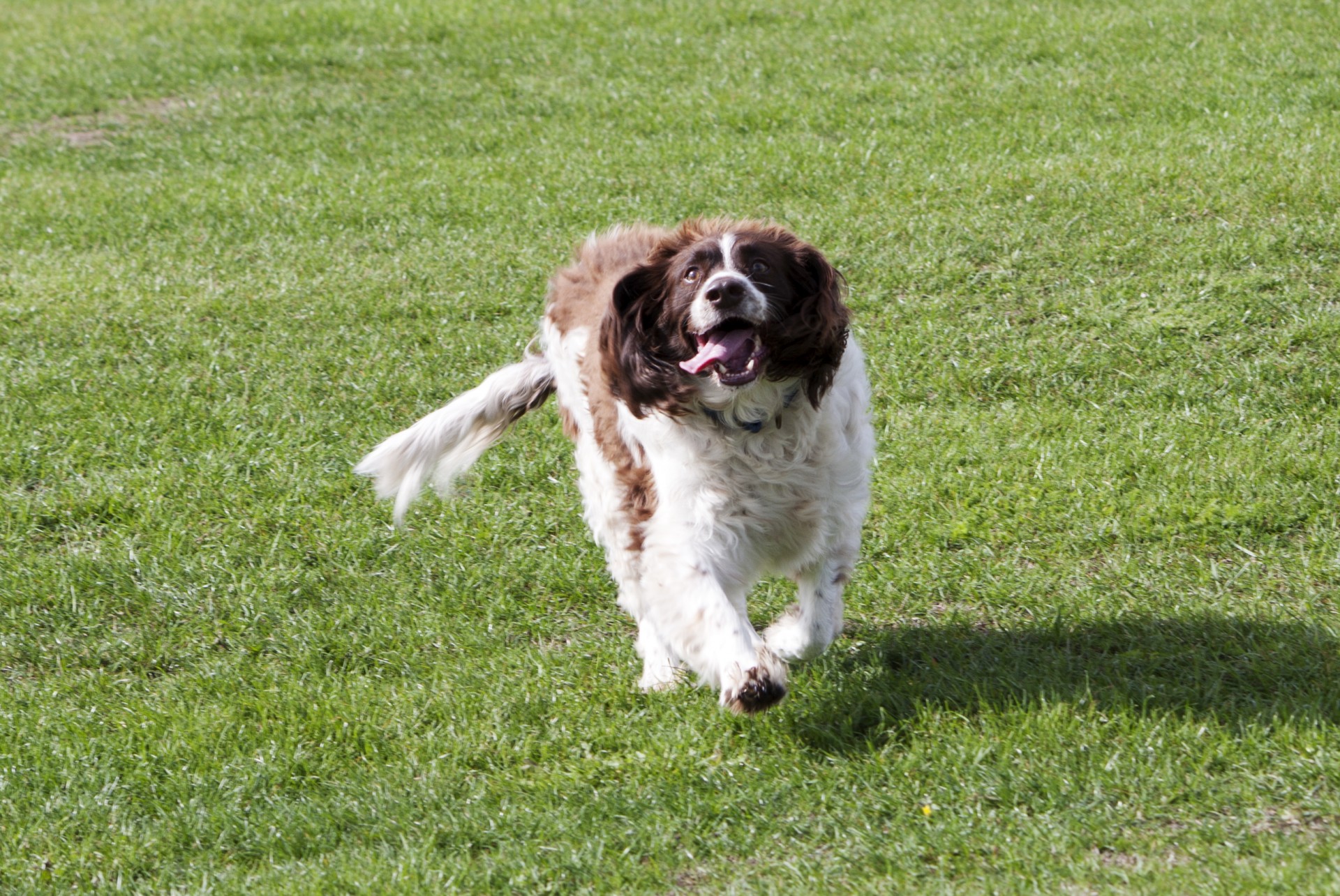 dog running happy free photo