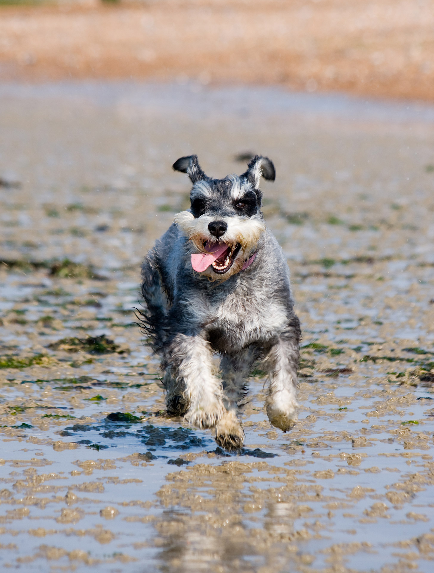 schnauzer miniature schnauzer dog free photo