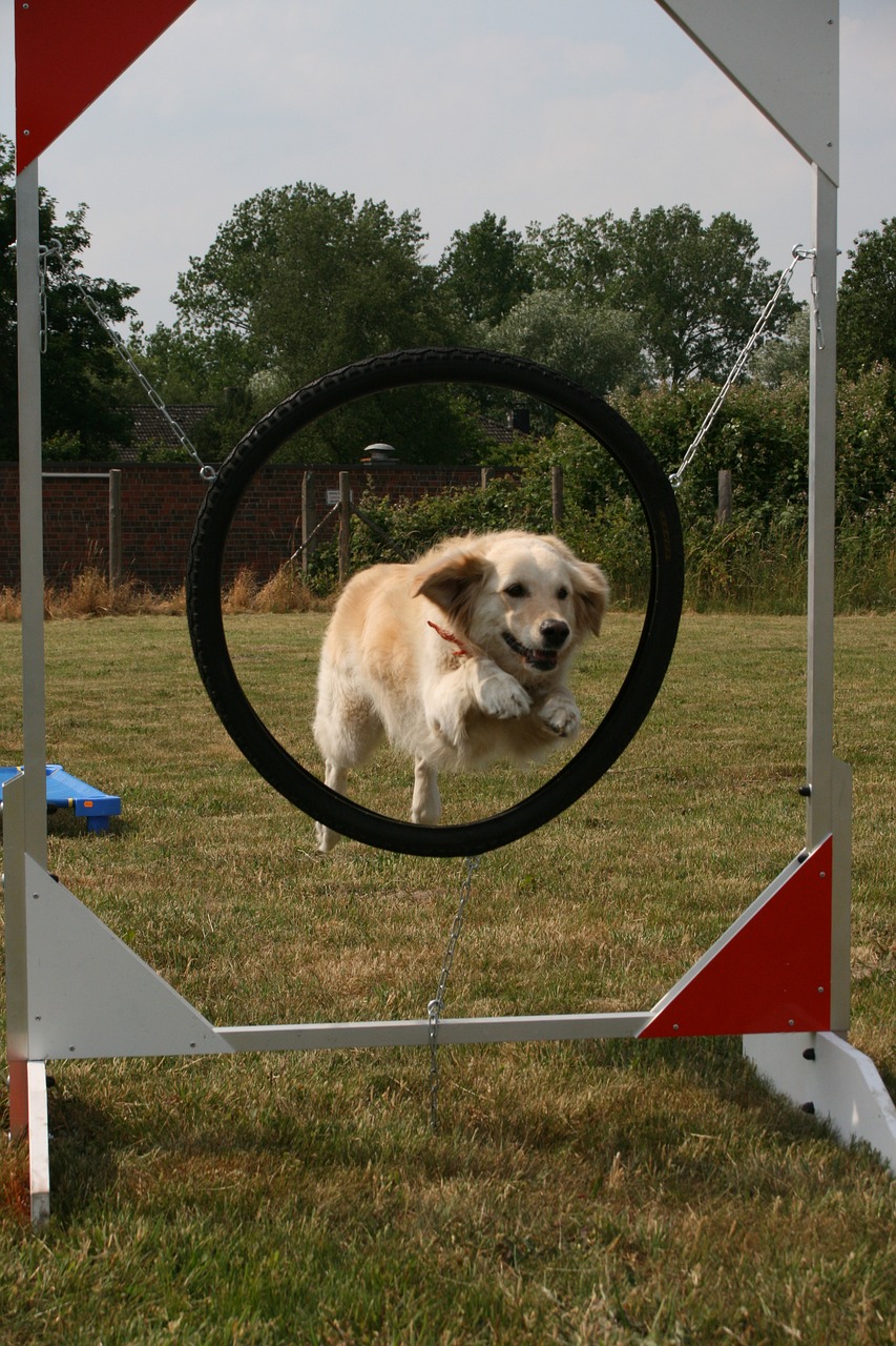 dog school  dog  mature free photo