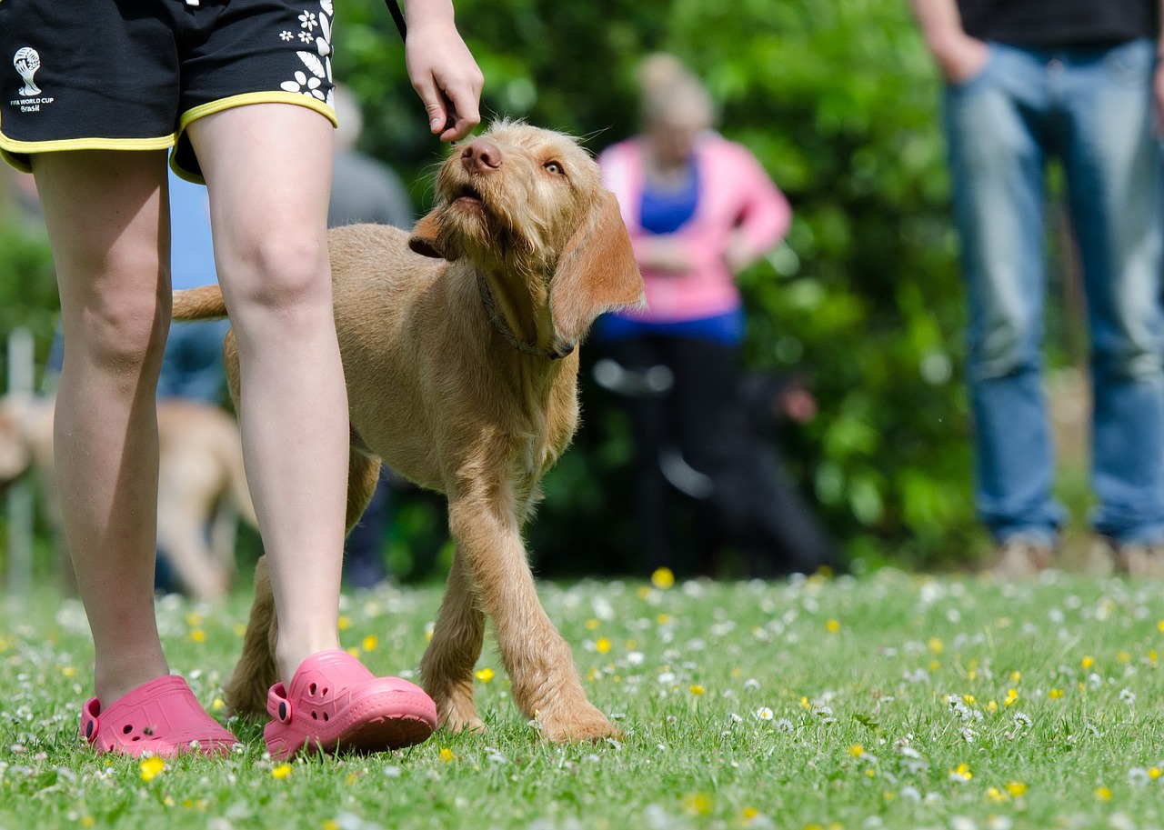 dog school dog training hungarian pointing dog free photo