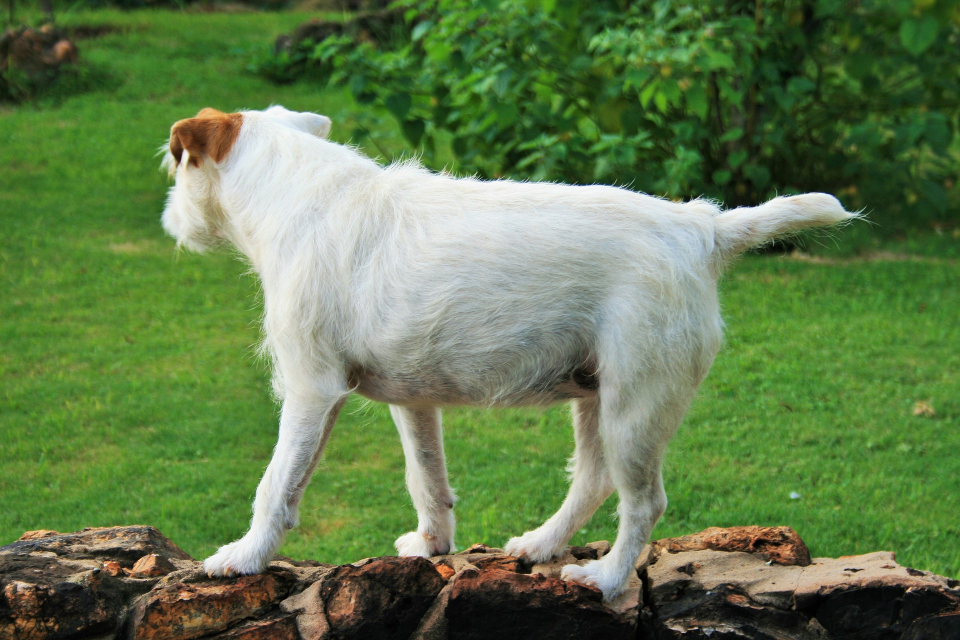 dog white jack russell free photo