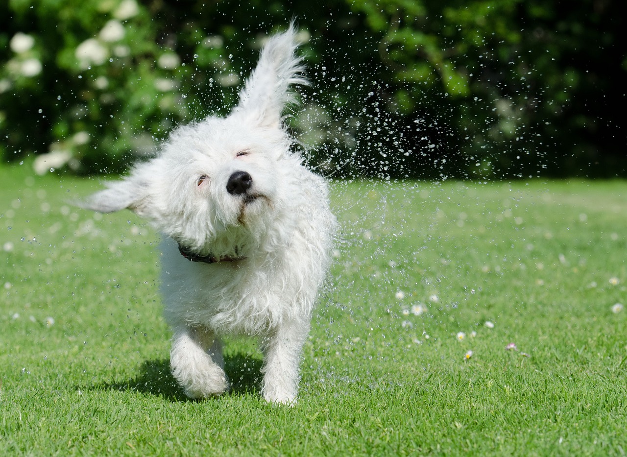 dog shakes itself funny drop of water free photo
