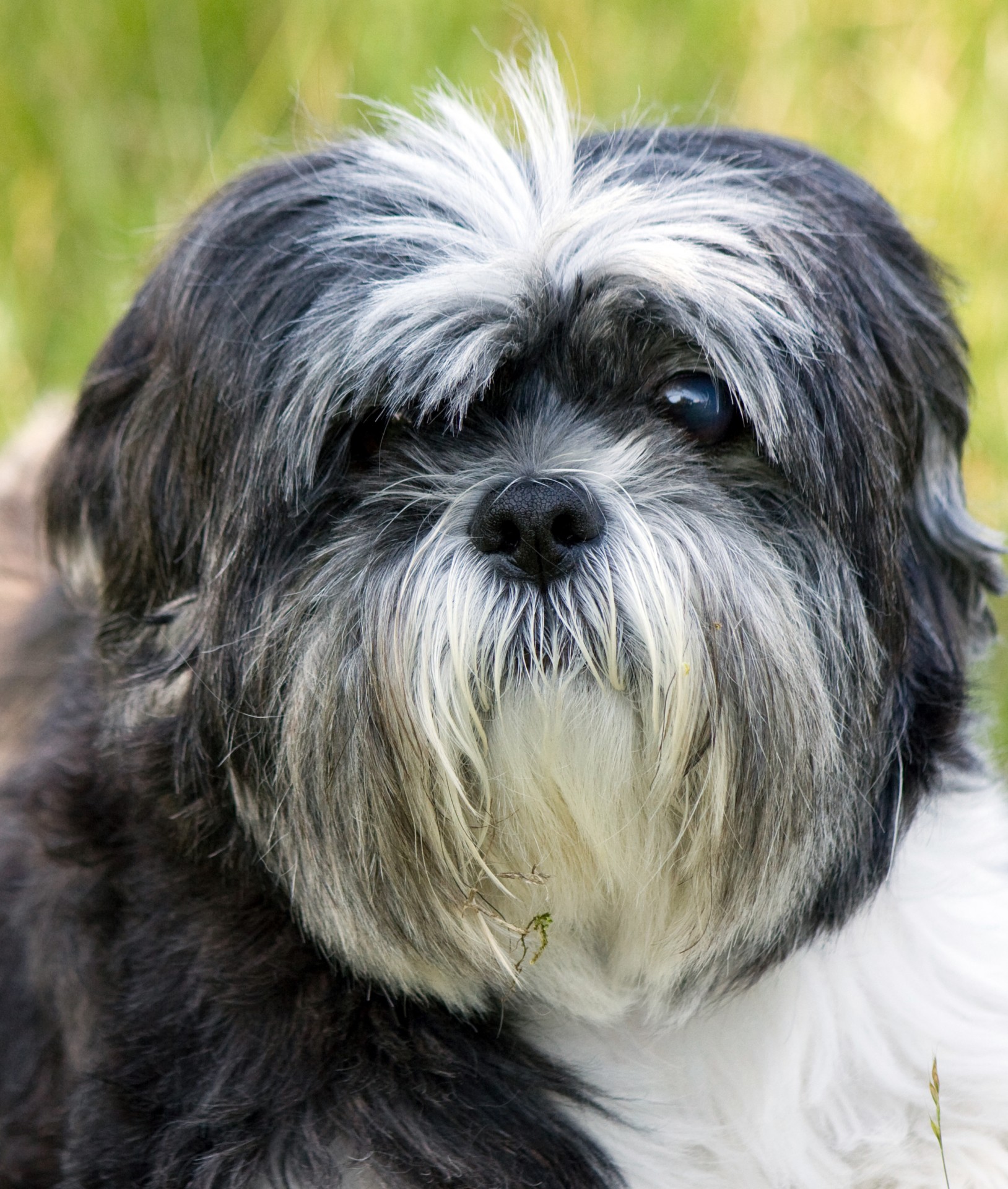 dog shih tzu portrait free photo