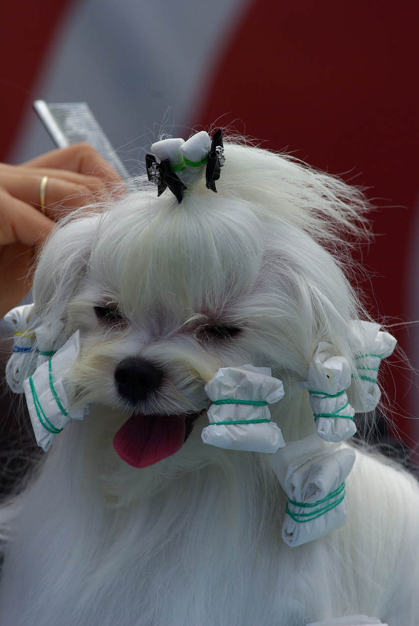 dog show dog animal free photo