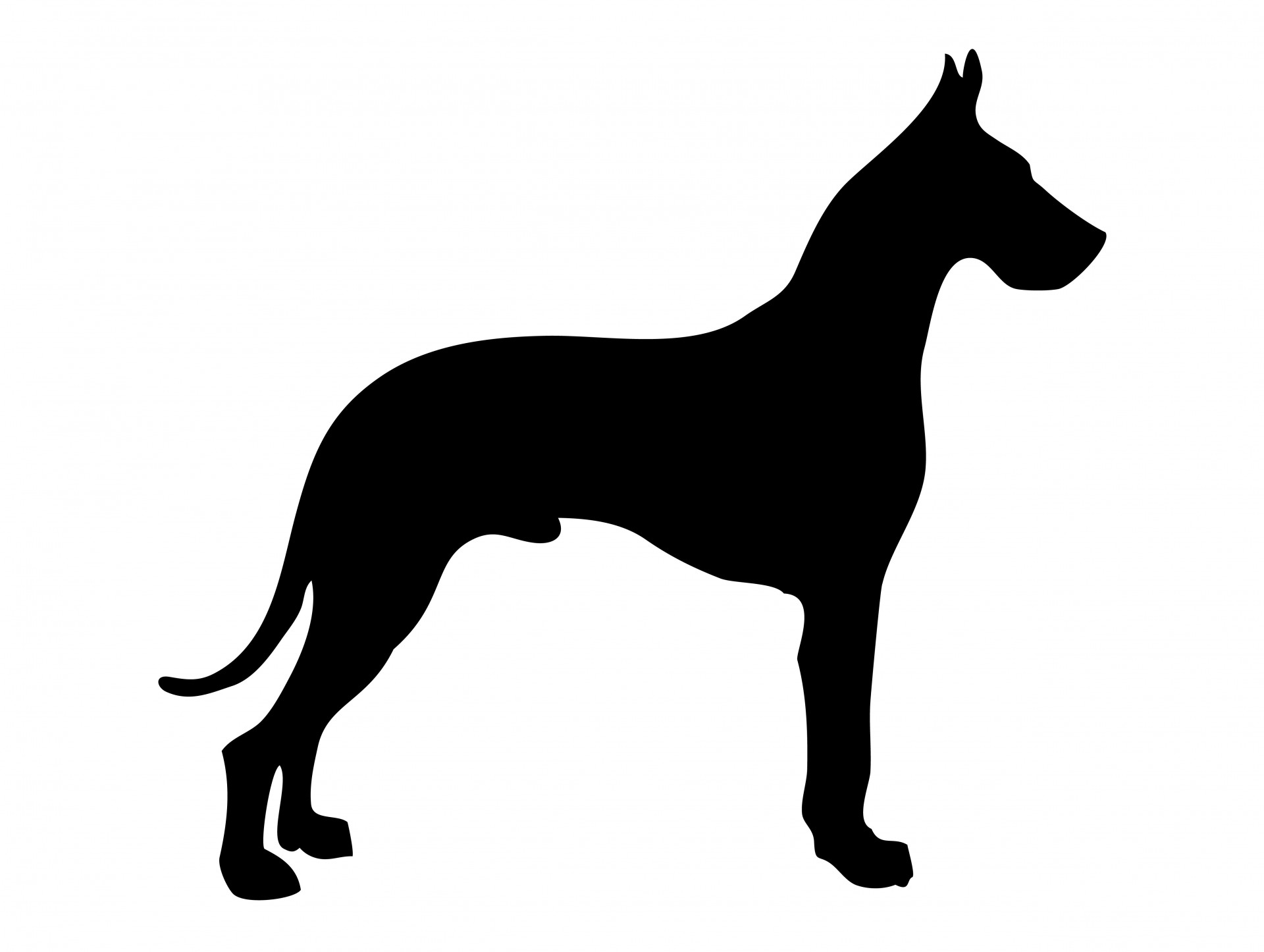 dog great dane black free photo