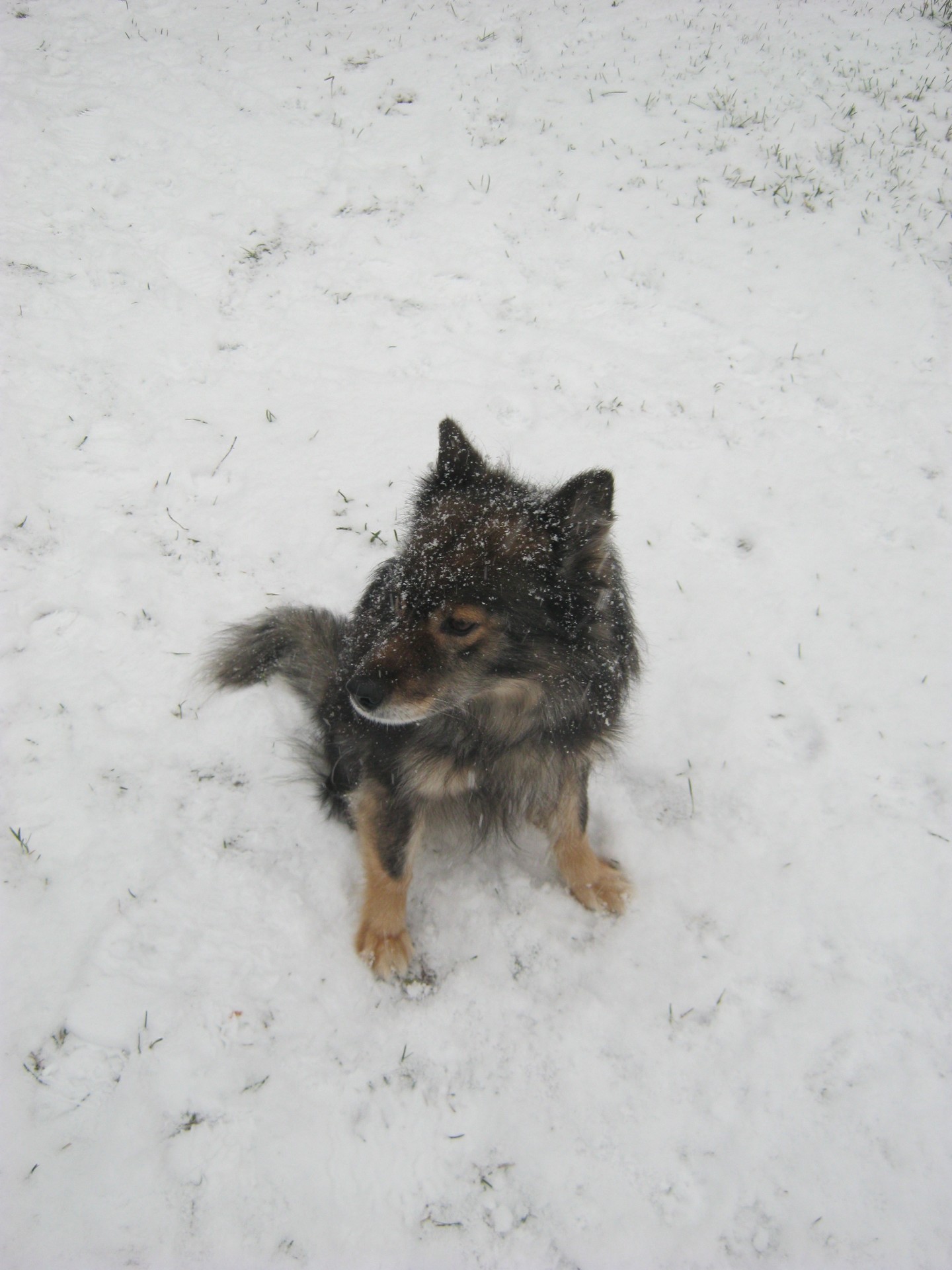 dog snow finland free photo