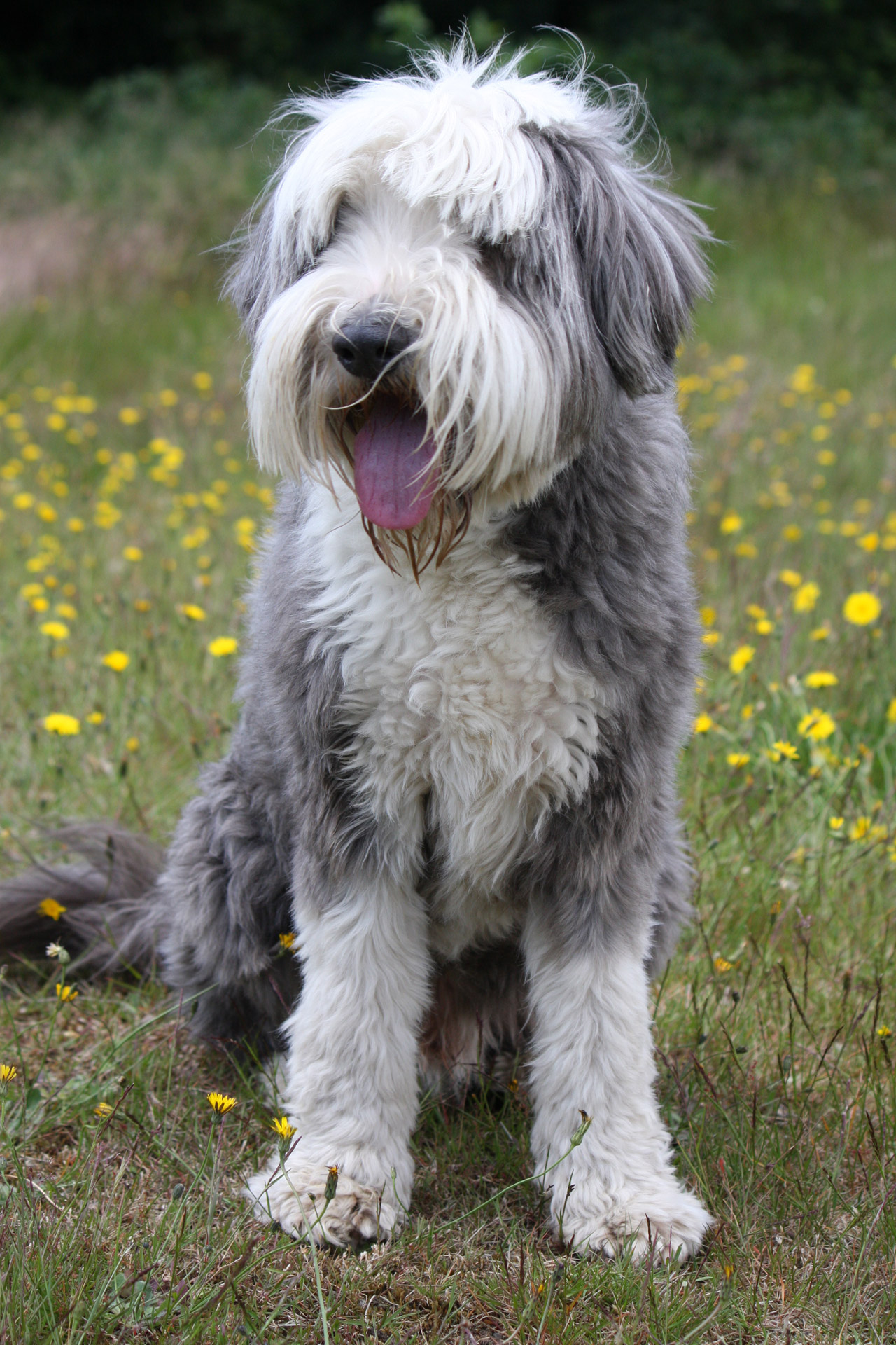 Front View Of A White And Gray Seated Bearded Collie Stock Photo - Download  Image Now - iStock
