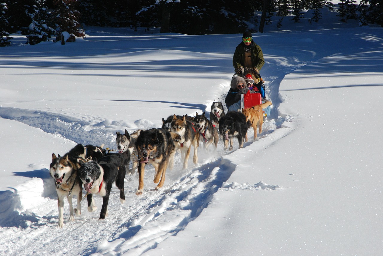 dog sled continental divide winter vacation free photo